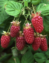 Raspberry Powercane Late