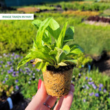 Digitalis Mix