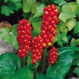Arum italicum 8-10cm Bulbs