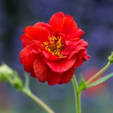 Geum 'Mrs J. Bradshaw'