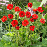 Geum Mrs Bradshaw (5cm Modules)