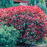 Photinia fraseri 'Red Robin' (9cm Pot)