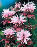 Monarda Beauty of Cobham (Loose Root)