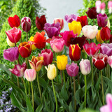 Triumph Tulips Mix 11/12cm