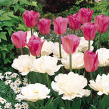 Tulip 'Don Quichotte'