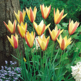 Tulip Clusiana Var Chrysantha 5/6cm