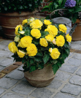 Begonia Non Stop Yellow Exhibition 5/6cm