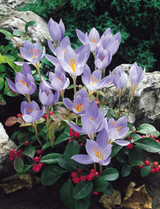 Crocus Speciosus Conqueror 5/6cm