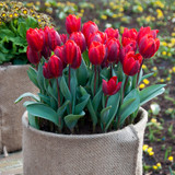 Tulip Coleur Cardinal 11-12cm