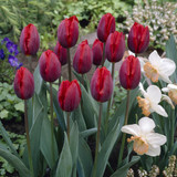 Tulip Coleur Cardinal 11-12cm