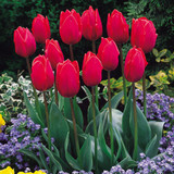 Tulip Coleur Cardinal 11-12cm