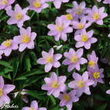 Anemone nemorosa 'Robinsoniana'