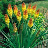 Kniphofia uvaria