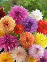 Dahlia Decorative Mixed (Tubers)