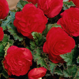 Begonia Non Stop Scarlet Exhibition 5/6cm
