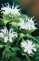 Monarda Schneewittchen (Loose Root)