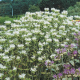 Monarda Schneewittchen (Loose Root)