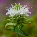 Monarda Schneewittchen (Loose Root)