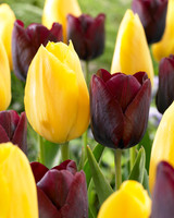 Tulip Havran 11-12cm