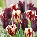 Tulip 'Havran'
