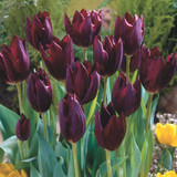 Tulip 'Havran'