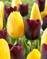 Tulip 'Ronaldo'