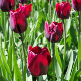 Tulip 'Ronaldo'