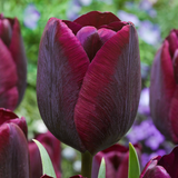 Tulip 'Ronaldo'