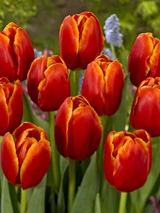 Tulip 'Verandi'