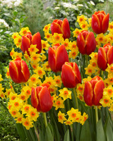 Tulip 'Verandi'