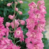 Delphinium Astolat (5cm Modules)