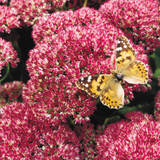 Sedum Autumn Joy (Herbstfreude)