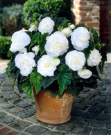 Begonia Non-Stop White Exhibition (5-6cm)