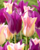 Tulip Purple Dream (Saver Sized Bulbs)