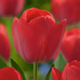 Tulip Van Eijk