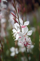 Gaura Whirling Butterflies (9cm Pot)