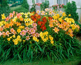 Hemerocallis Mixed (Loose Roots)