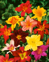 Hemerocallis Single Flower Mix