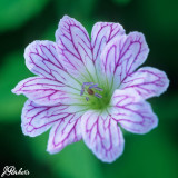 Geranium Versicolor (Loose Roots)