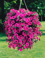 Surfinia Single Trailing Hot Pink