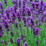Lavender Hidcote 5cm Modules