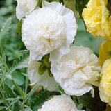Alcea Chaters Double White (Loose Root)