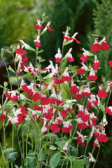 Salvia Hot Lips