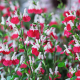 Salvia Hot Lips