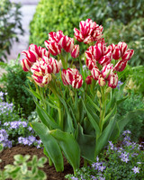 Tulip Flaming Club 11-12cm