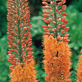 Eremurus Cleopatra (Top Sized Bulbs)
