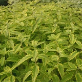 Caryopteris clandonensis Summer Sorbet