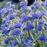 Caryopteris clandonensis Summer Sorbet