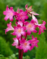 Amaryllis belladonna (Jersey Lily)