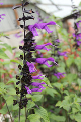 Salvia Amistad